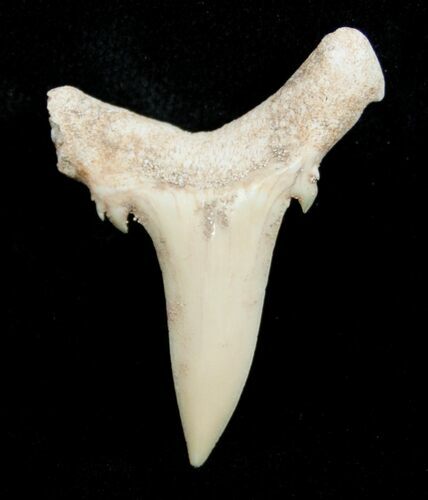 Carcharias (Extinct Sand Tiger) Shark Tooth - Eocene #3427